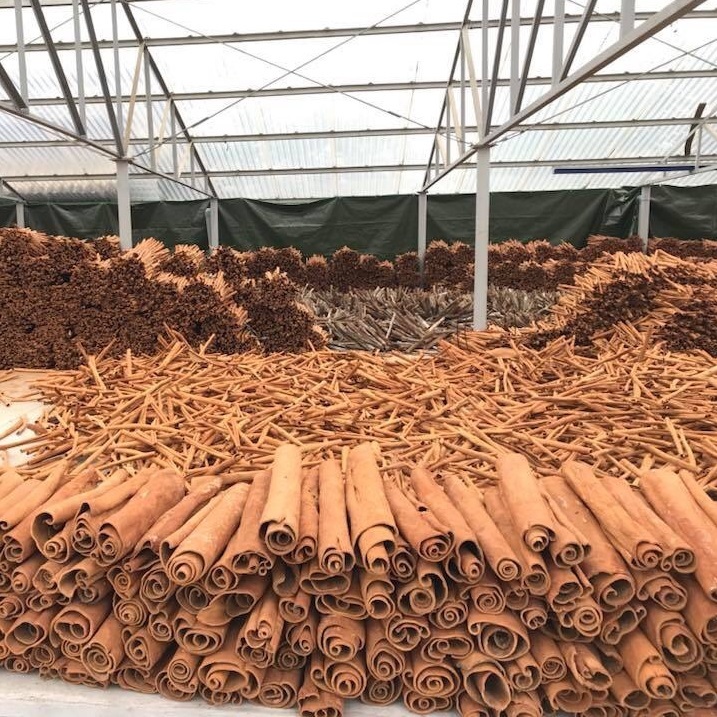 Cây quế là sản phẩm chủ lực của huyện Văn Yên.