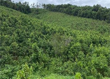 Que Van Yen specialties, Yen Bai